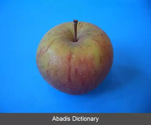 عکس کاکسز اورنج پایپین