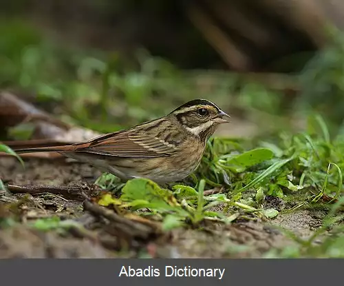 عکس زردپره تریسترم