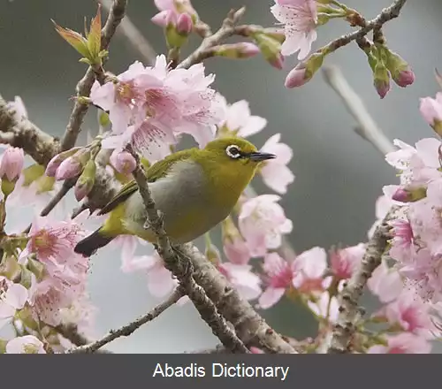 عکس گیلاس خودروی هیمالیایی