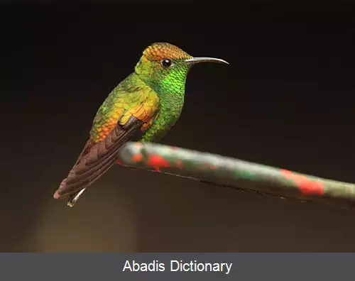 عکس زمردی سرمسی