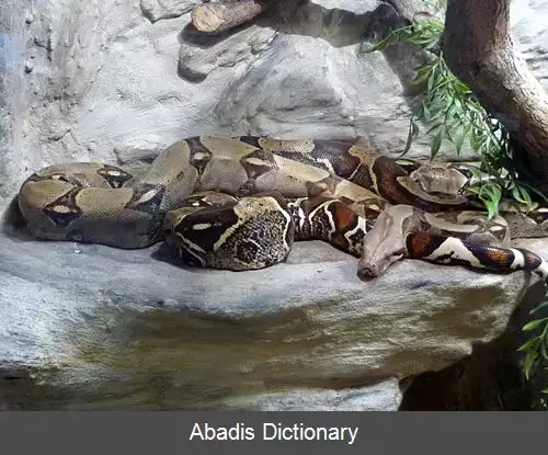 عکس بوآی پیچنده