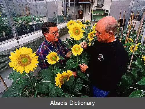 عکس پاک سازی ریشه