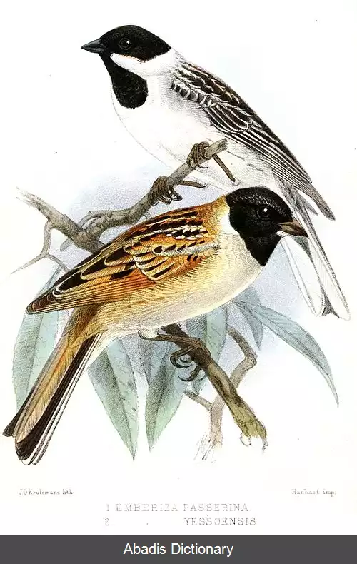 عکس زردپره نیزار ژاپنی