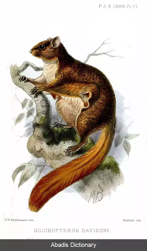 عکس سنجاب پرنده جاوه ای