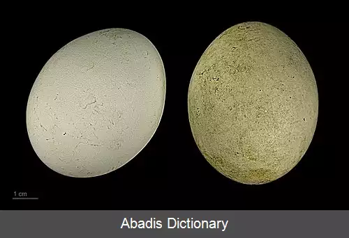 عکس اردک گلگون