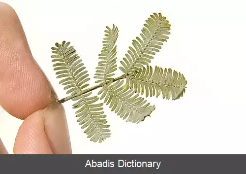 عکس آکاسیای بایلیانا