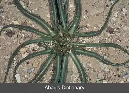 عکس چشم زمین