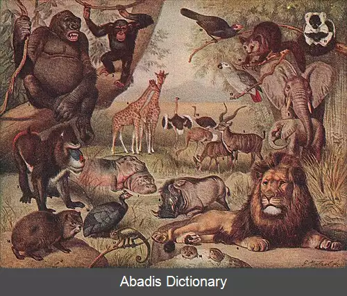 عکس زیاگان آفریقا