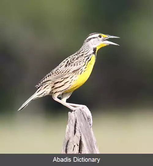 عکس چکاوک مرغزار شرقی