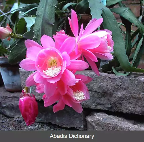 عکس ملکه آلمانی