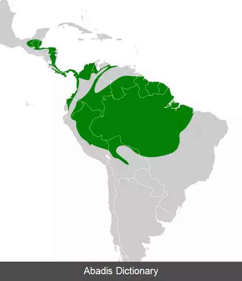 عکس مگس گیر دم گلی