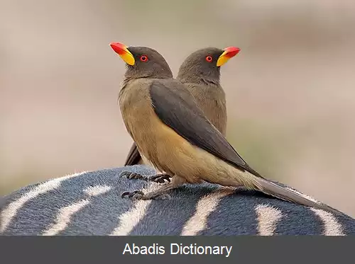 عکس کنه خوار نوک زرد