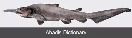 عکس دیوکوسه