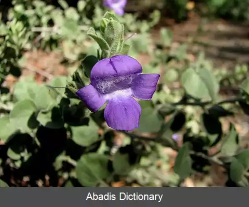 عکس فخر بیابان