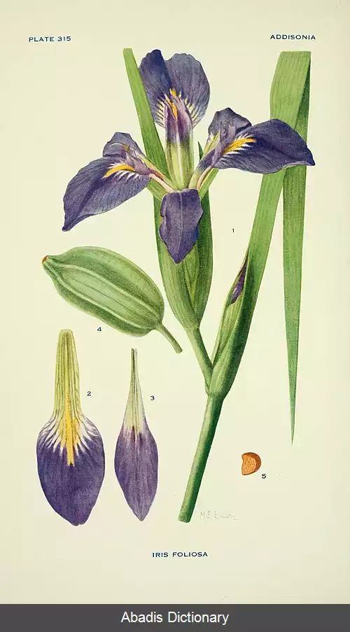 عکس زنبق ساقه کوتاه