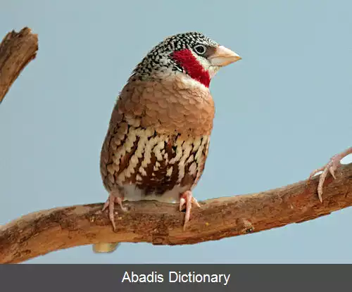 عکس سهره گلوبریده