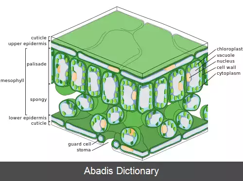 عکس کوتیکول گیاهی