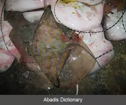عکس سرخوی بنگالی
