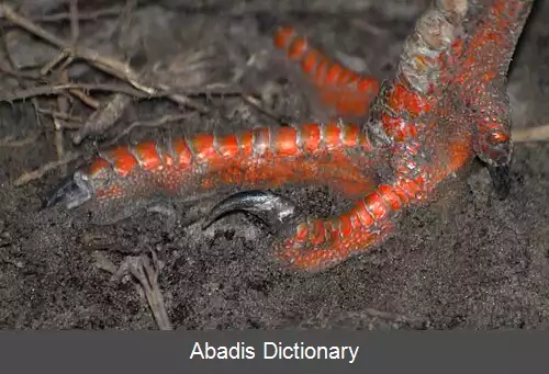 عکس کاکل پیشانی پاسرخ