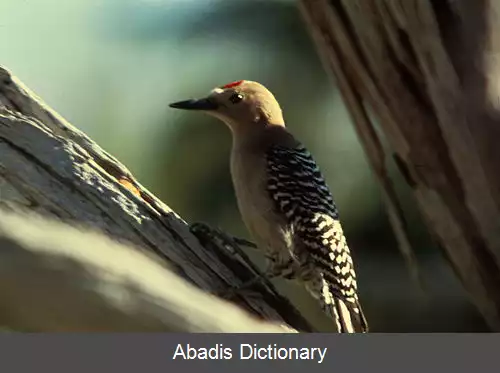 عکس دارکوب هیلا