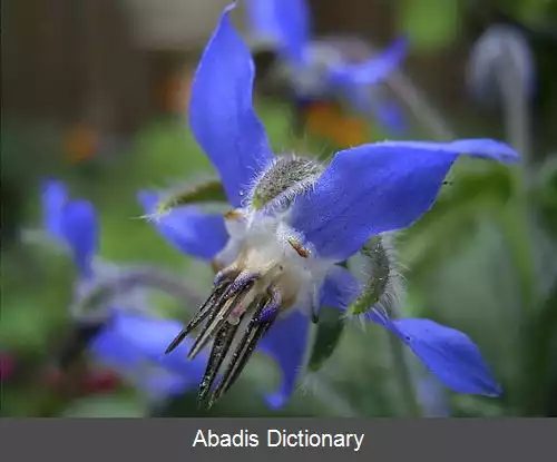 عکس گاوزبان اروپایی (سرده)