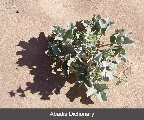 عکس راج دریایی