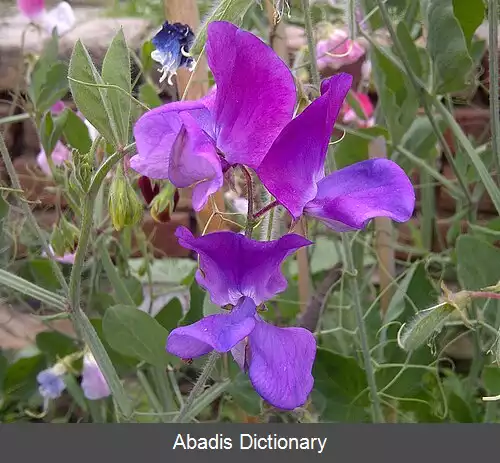 عکس گل نخودی