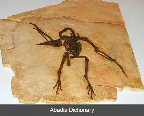 عکس سنگ مرغان