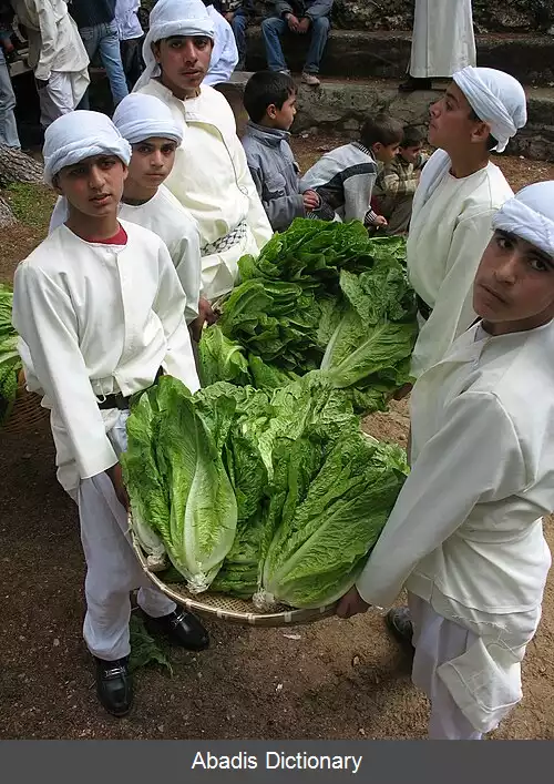عکس کاهوی رومی