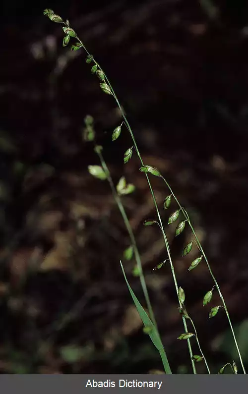 عکس ملیکای سیاه