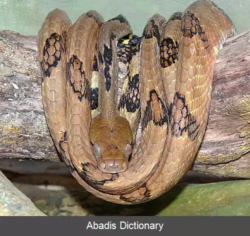 عکس گربه مار سگ دندان