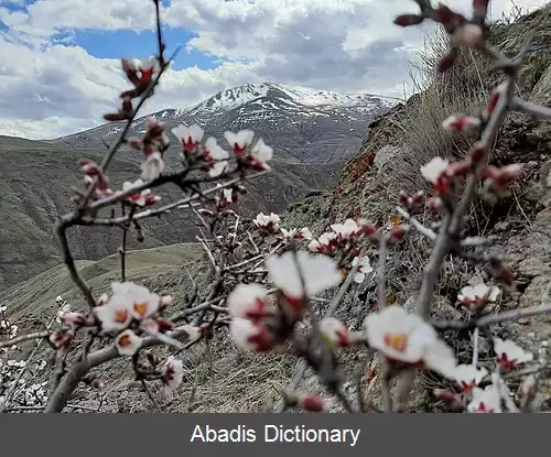 عکس کالیجان