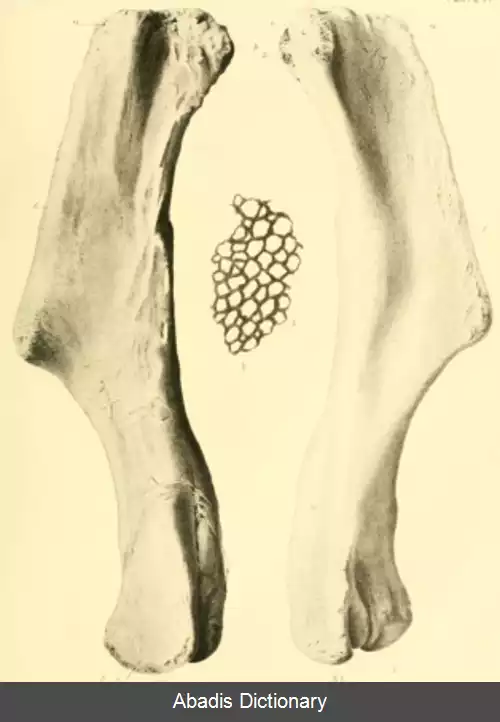 عکس استفانوسور