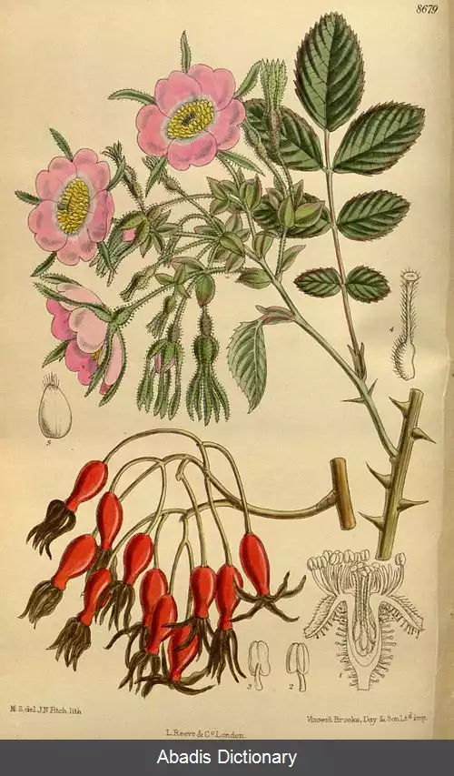 عکس رز دیوید