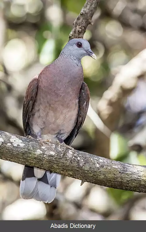 عکس کبوتر ماداگاسکاری