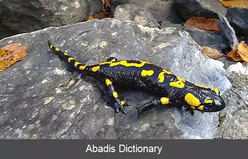 عکس غوک مانندان