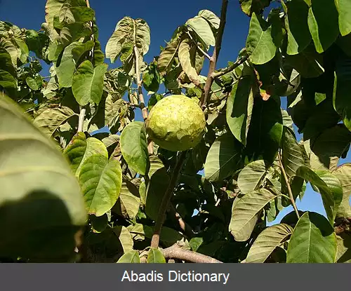 عکس چری مویا