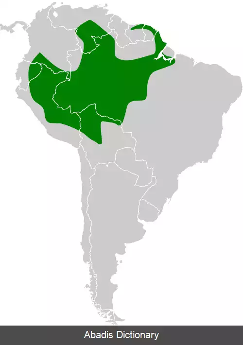 عکس دم تیزک خالدار