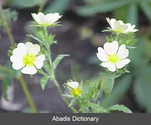 عکس پنجه برگ راست