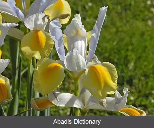 عکس زنبق هلندی