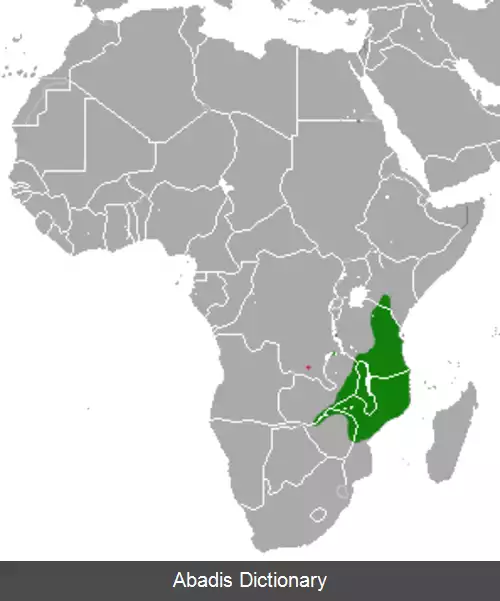 عکس خدنگ دم پشمی