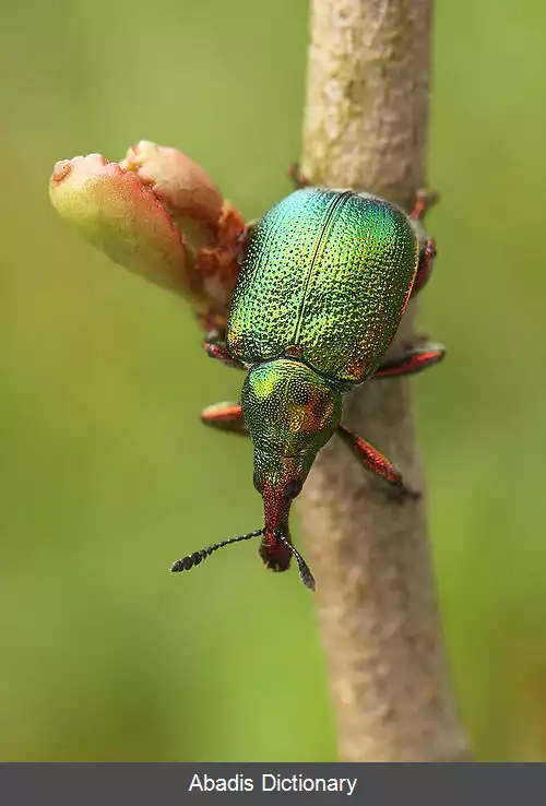عکس سوسکچه های دماغ دندانی