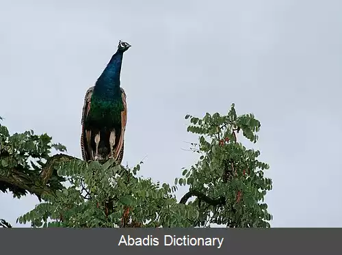 عکس طاووس (سرده)