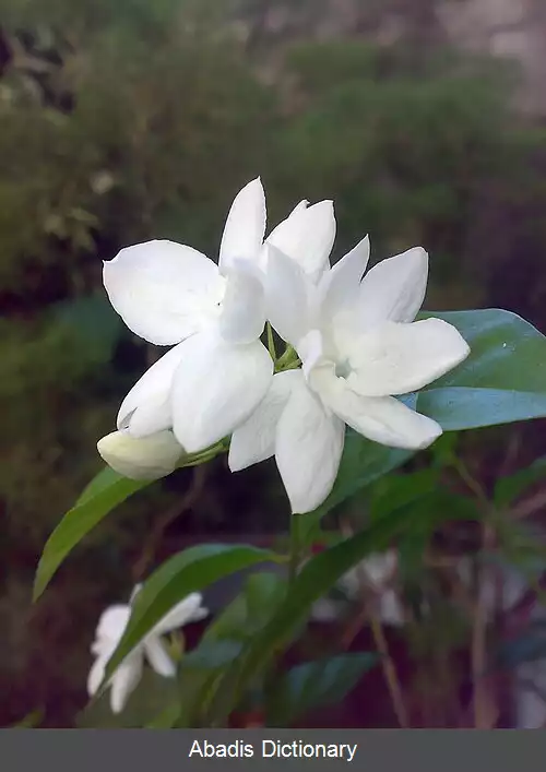 عکس فهرست گل های ایالتی هند