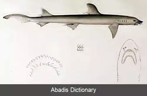 عکس کوسه تازی ریشک دار