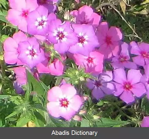 عکس فلوکس یک ساله