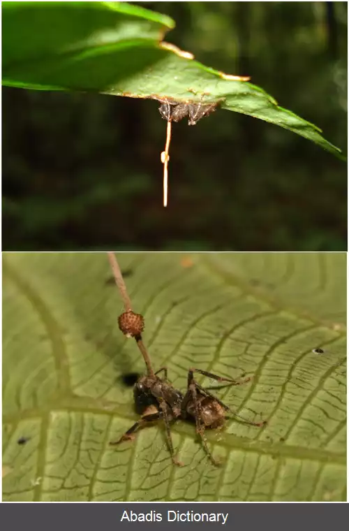 عکس قارچ مورچه زامبی