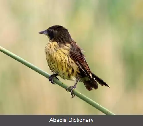 عکس سیاه مرغ تک رنگ