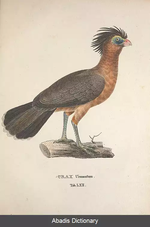 عکس کاکل فری شبانه