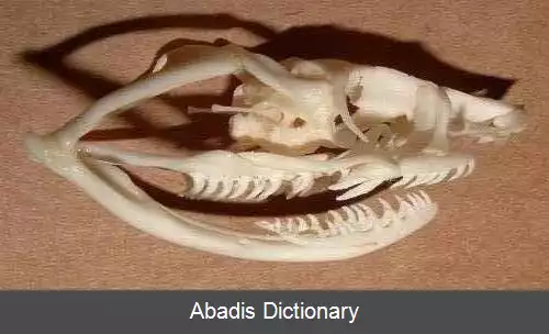 عکس استخوان بندی مار